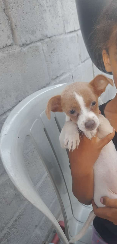 Jack Russell Puppy for sale