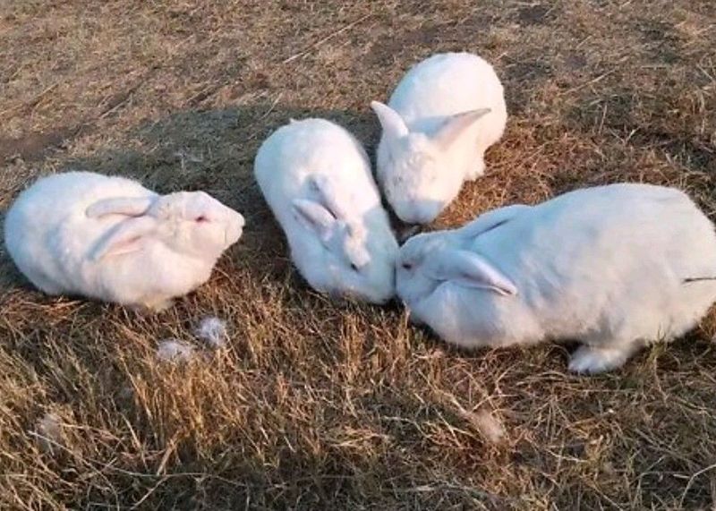 MEAT RABBITS FOR SALE