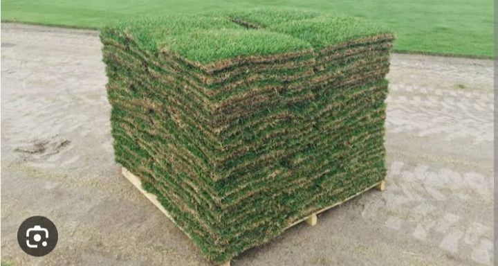 Kikuyu green grass available with affordable prices free delivery and planting