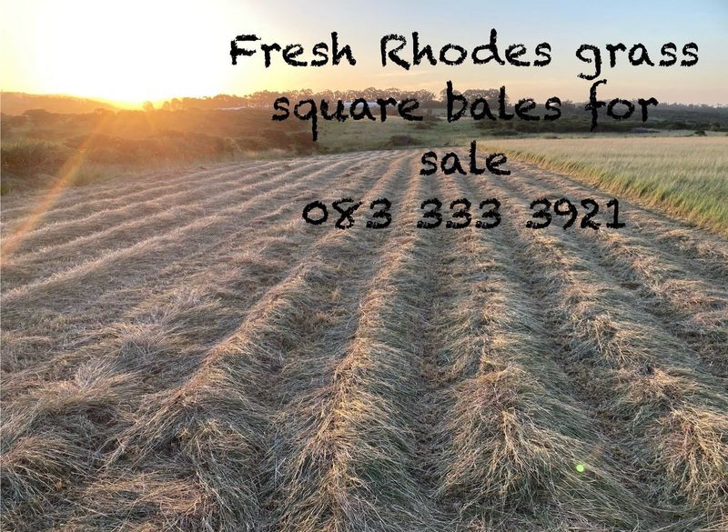 Fresh Rhodes Grass bales for sale.