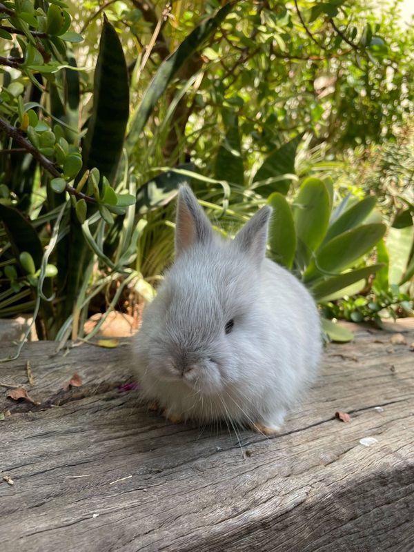 Purebred baby Dwarf Angora rabbit for sale
