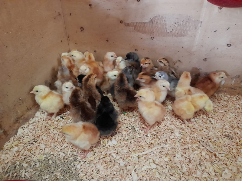 Easter Egger Chicks for sale
