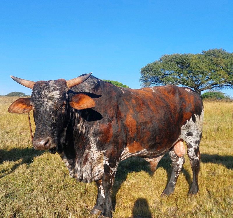 Nguni Bull 7 to 8 years, Lynnfield Park, Own transport required.