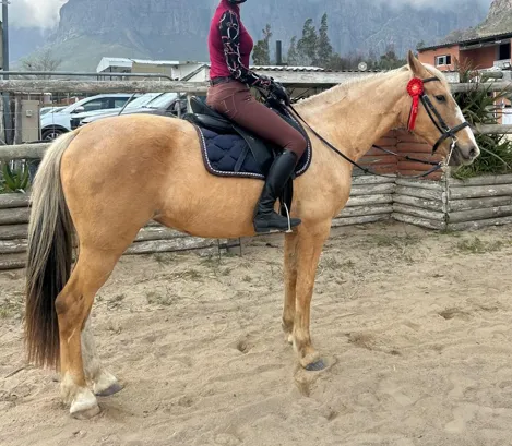 HORSE FOR SALE: Palomino Boerperd-Cross Mare for sale – AKA The Barbie Horse