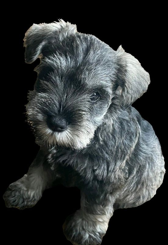Female Miniature Schnauzer puppies available