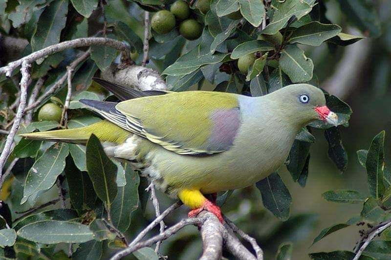 Looking for a African green pigeon female