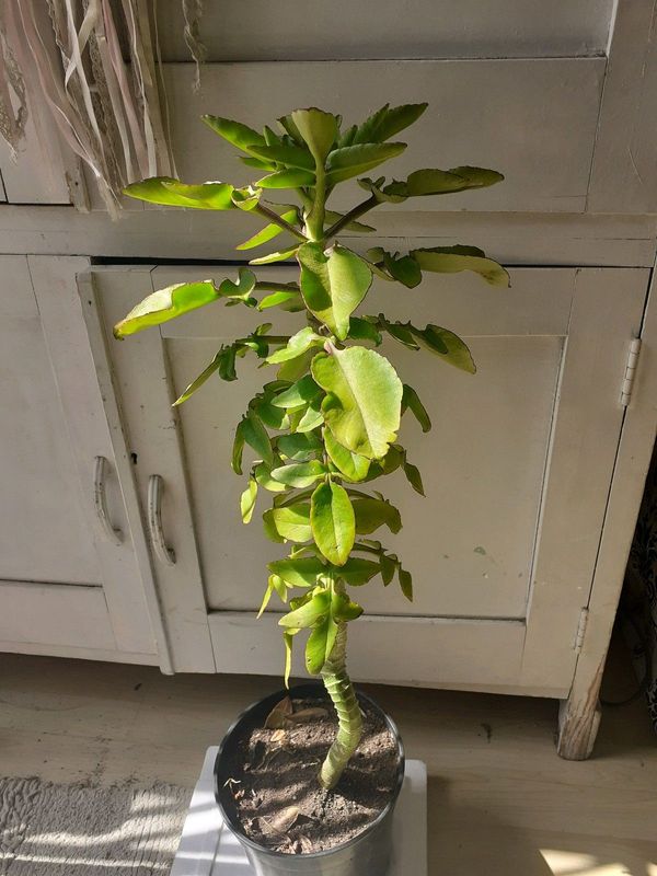 Big Succulent Kalanchoe Prolifera 60cm tall