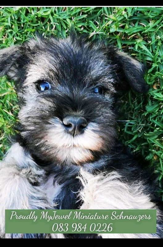 Female Miniature Schnauzer puppies to be booked