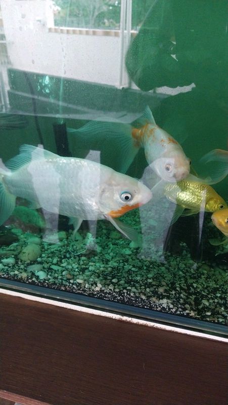 Big Gold fish for sale