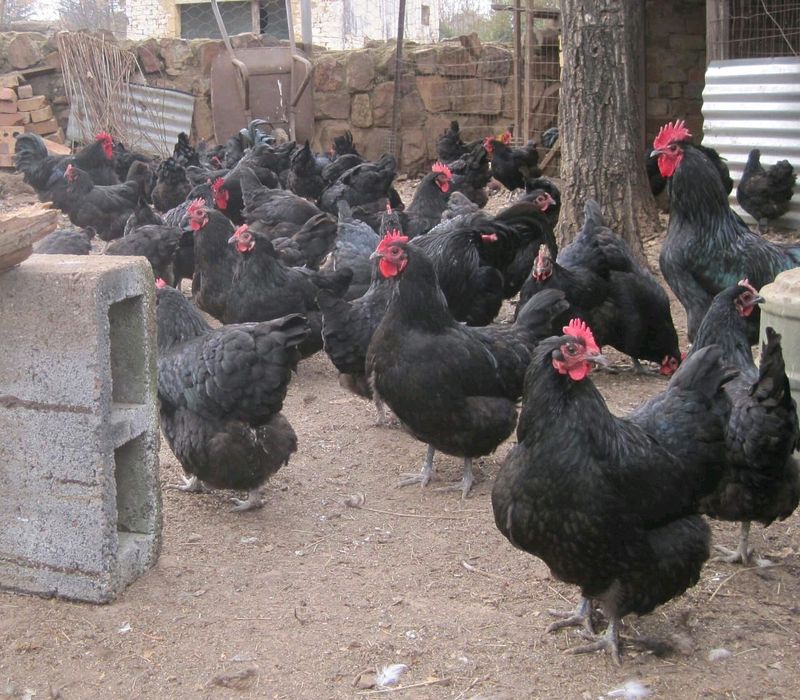 BLACK CHICKENS FOR SALE