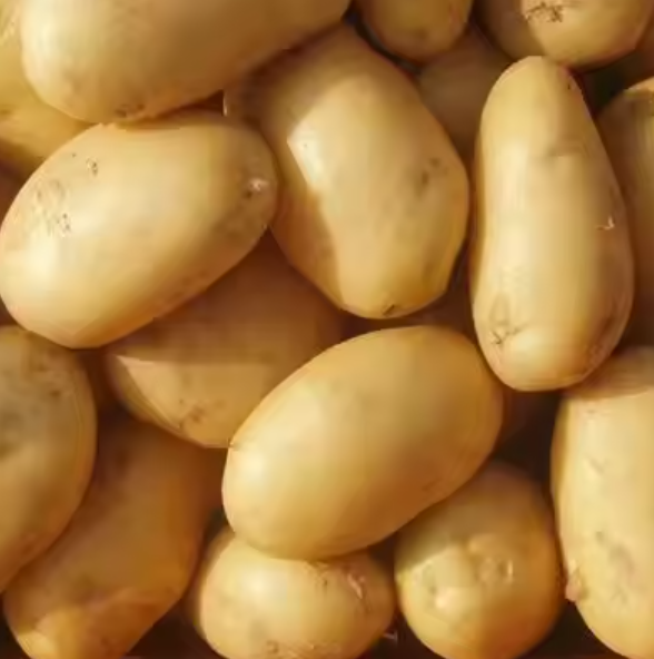 High Quality Fresh Potatoes - Ad posted by khabi