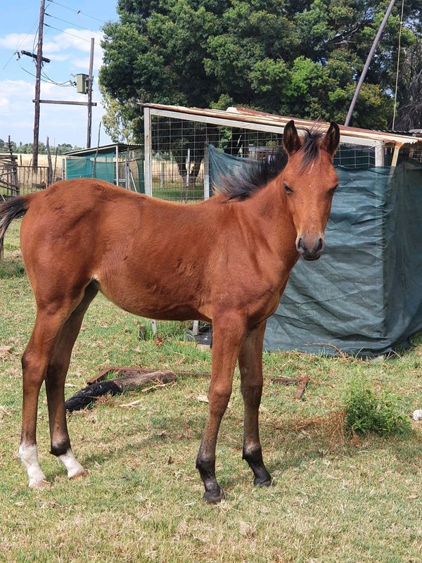 ARABIER FILLY