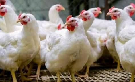 Processed &amp; live chickens for sale