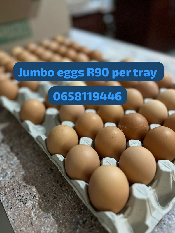 Food /Jumbo eggs 30 per tray