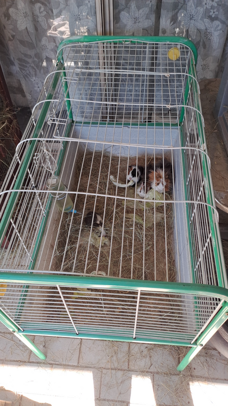 XL ginea pig or rabbit cage