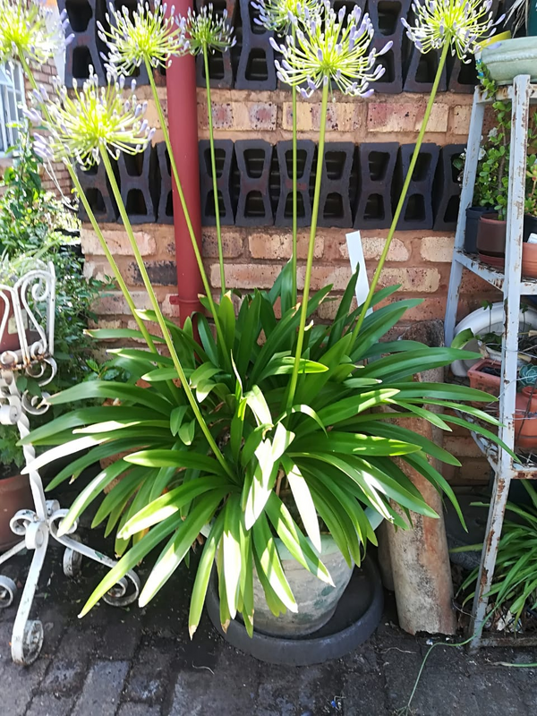 Agapanthus Plant