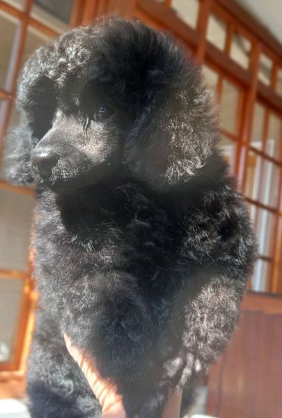 TOY POODLE PUPPIES Benoni Gumtree South Africa