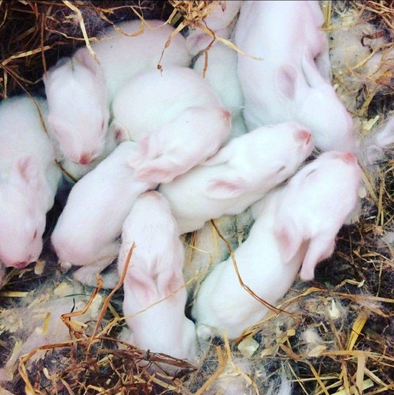 Pure Quality Newzealand Rabbits For Sale