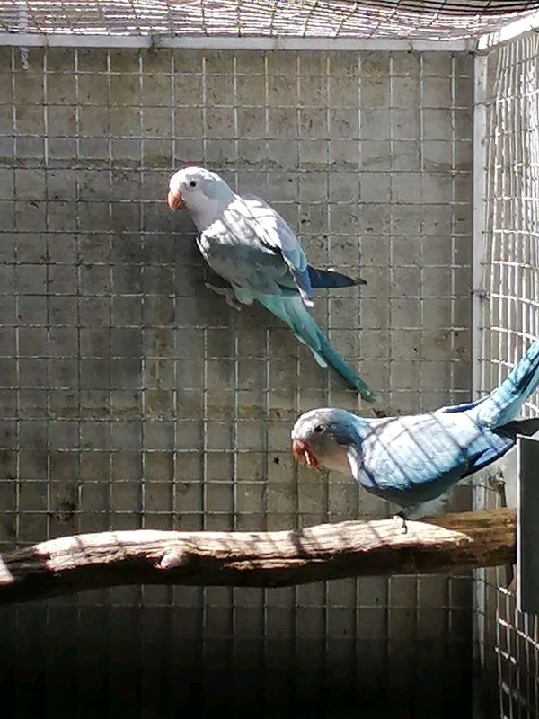 Quakers parrots for sale.