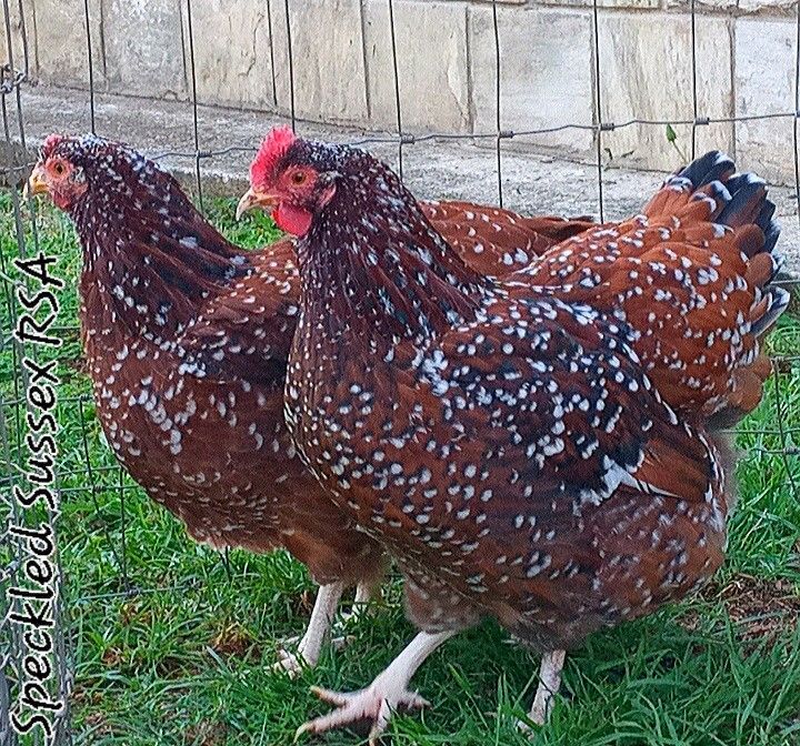 Speckled Sussex chickens