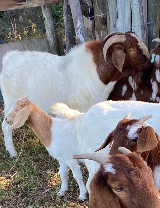 Outstanding Top Quality Boer Goat Ram