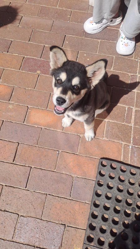 Siberian Husky for sale