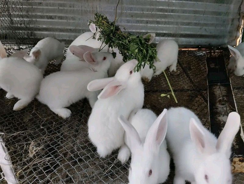 Rabbits For Sale