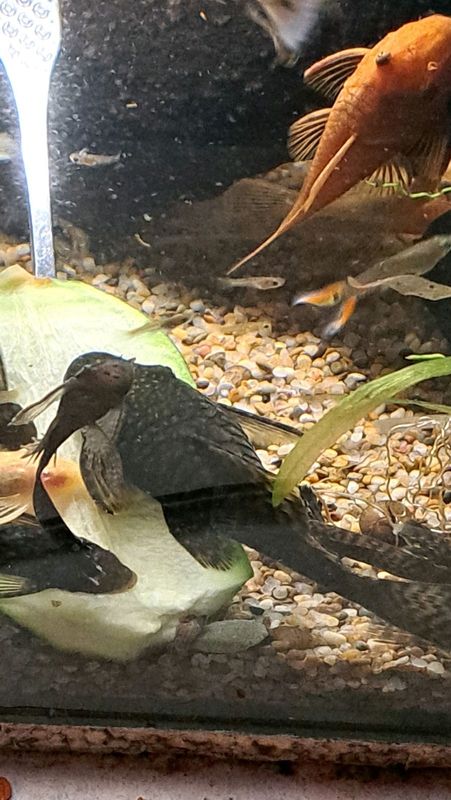 Male  and female Bristlenose Ancistrus