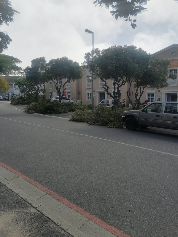 Tree Felling platterkloof