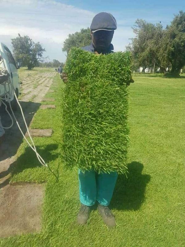 Instant  grass lawn