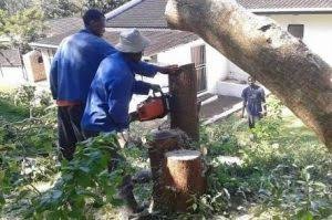 Affordable Tree Felling Services