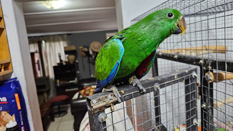 Gorgeous Eclectus Parrot Chicks Ready for Loving Homes