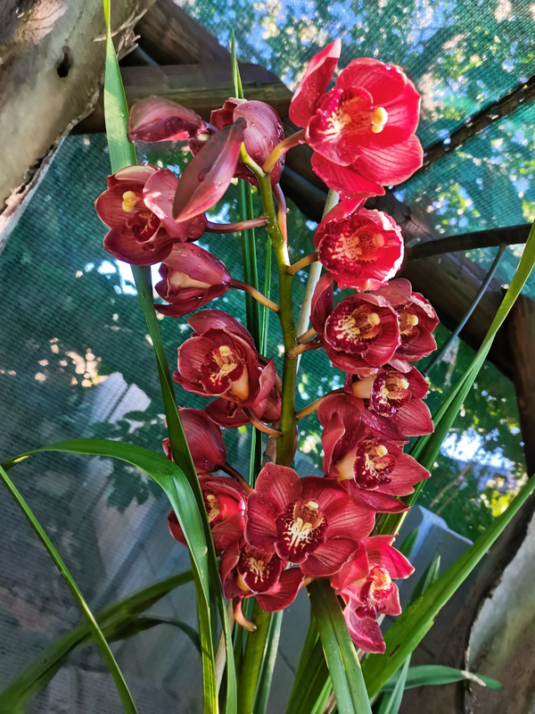 Cymbidiums and Dendrobiums