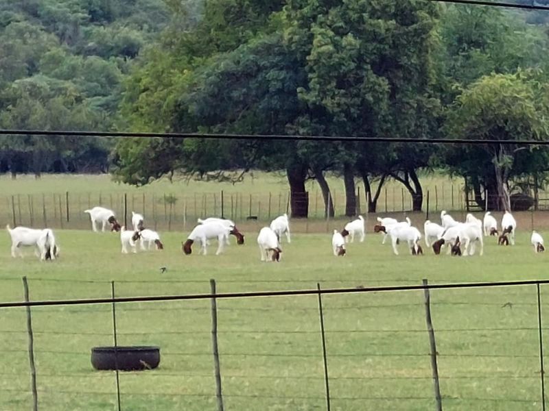 Excellent sheep/goat farm with two neat homes