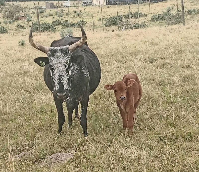 Cow with calve