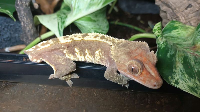 Crested gecko males