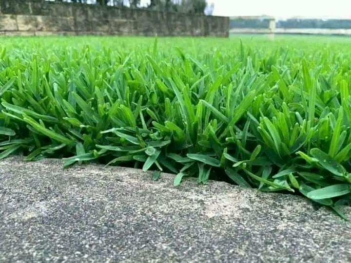 Buffalo grass//LM Berea (shade)//kikuyu grass