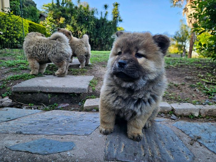 Chow chow puppies Queensburgh Gumtree South Africa