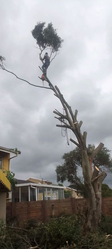 Sizza tree felling and garden service