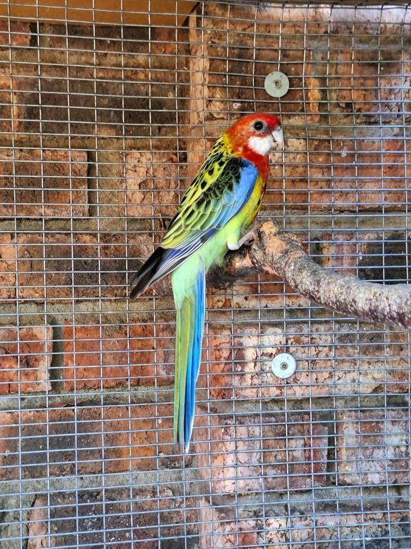 Rosella for sale