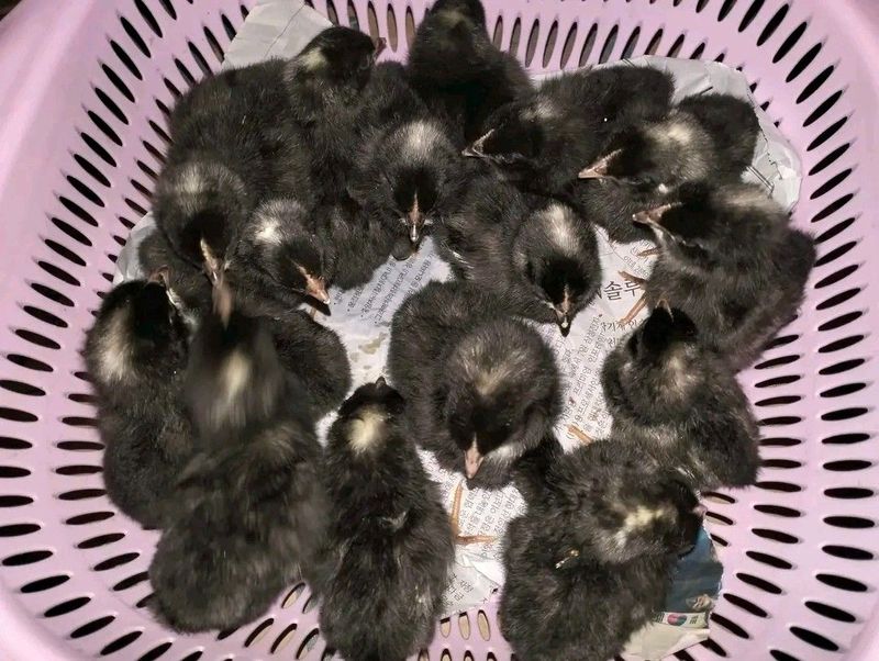 Potchefstroom Koekoeks Chicks For Sale