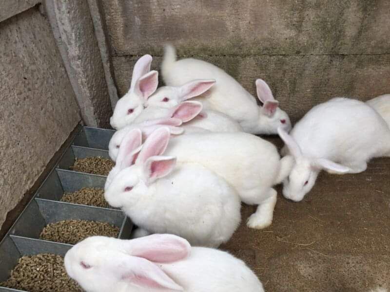 NZW RABBITS FOR SALE