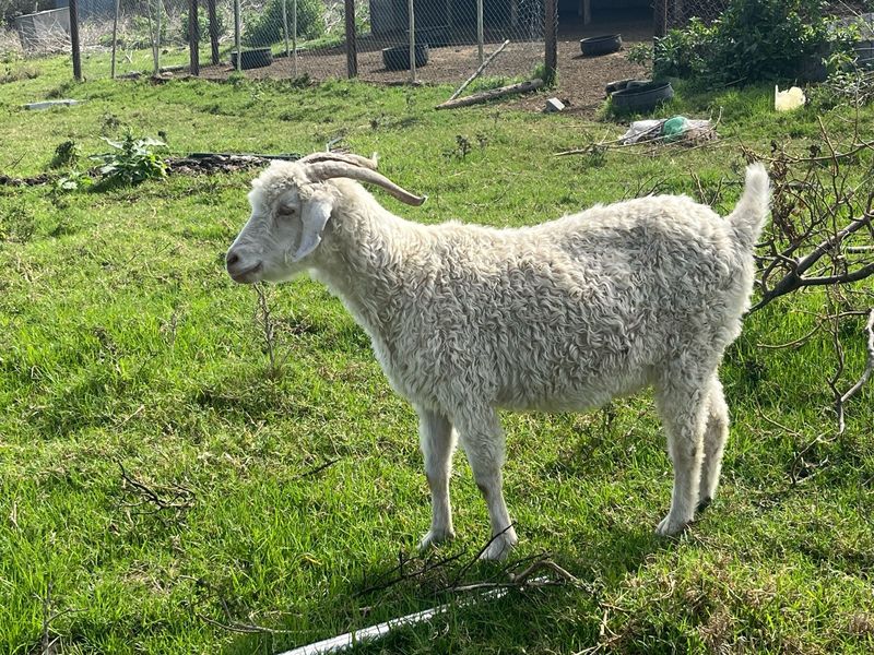 Castrated white full grown savanna males for sale