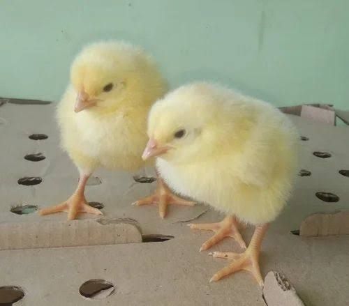Ross 308 Broiler chicks