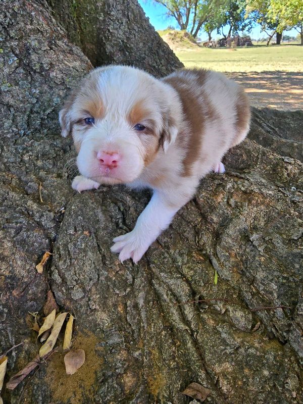 Aussie-Collies Red Merle (Australia shepherd X Border collie)