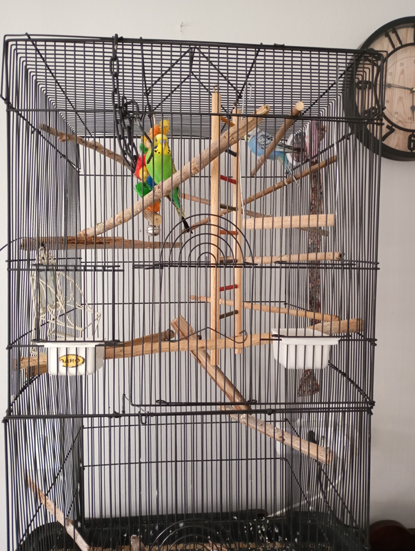 Budgies with large cage