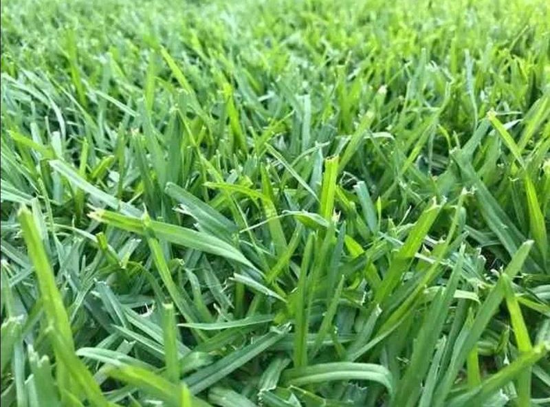 Evergreen grass
