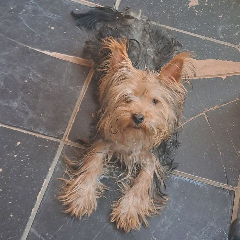 Traditional Yorkshire Terrier 9 months old male puppy available