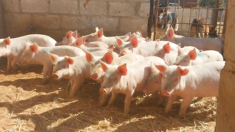 8 to 9 week weaner pigs for sale