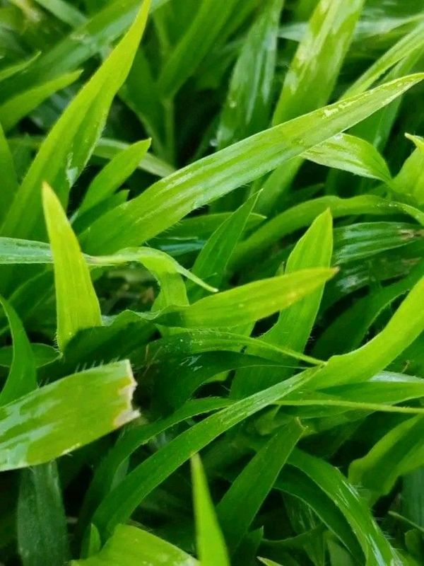 We supply and install all types of grass Lm Berea //Kikuyu grass //Buffalo grass